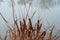 Thickets of bright brown reeds on gray water background