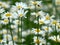 Thickets of bright daisies in a forest clearing