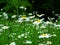 Thickets of bright daisies in a forest clearing