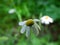 Thickets of bright daisies in a forest clearing