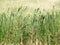 Thickets of broadleaf cattail Typha latifolia L. on the banks of the reservoir