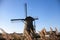 Thickets of a cane on the background of the Dutch wind mill.