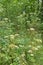 Thickets of common hogweed in summer forest