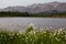 Thickets of cotton grass on the shore of a mountain lake.