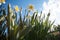 Thickets of daffodils against the blue sky