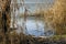 Thickets of dry reeds on river bank in windy weather. Dry Grass, calm flow of river water. Picturesque landscape.