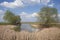 Thickets of dry reeds on the shores of a small lake in sunny weather. A large branchy tree on the shore