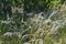 Thickets of feather grass in the Kungursky district of the Perm region