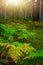 Thickets of ferns in the autumn forest at dawn. Sun glare through the trees in the forest.