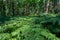 Thickets of ferns in a dense forest