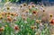 Thickets of flowering and fallen Gaillardia with green leaves