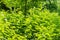 Thickets of flowering stinging nettle on  blurred background of trees