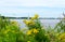 Thickets of flowering tansy on shore of Uglich reservoir, Kalyazin, Russia