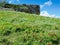 Thickets of the flowering wild narrow-leaved peony on hillside