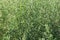 Thickets of flowering wild white goosefoot, fragment close-up