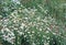 Thickets of flowers field of camomiles