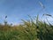 thickets of green grass against a blue sky at sunset