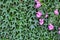 Thickets of a green ivy on a vertical wall