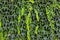 Thickets of a green ivy on a vertical wall