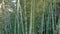 Thickets of high bamboo forest