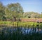 Thickets of high reed grass on the swamp