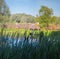 Thickets of high reed grass on the swamp