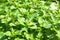 Thickets of lot green scalding nettles outdoor closeup