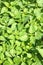 Thickets of lot green scalding nettles outdoor closeup