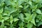 Thickets of lot young green scalding nettles in summer day outdoors top view vertical closeup