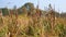 Thickets of marsh plants are reeds with brown growths.