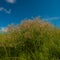 Thickets of meadow flowers against the blue sky