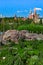 The thickets of mountain conifers on the background of the Kremlin in the park Zaryadye.