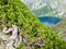 Thickets of mountain pine on steep slope against mountain lake