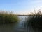 Thickets near the shores of the Holy Lake in Mogilev