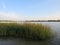 Thickets near the shores of the Holy Lake in Mogilev