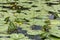 Thickets of nenuphar, Nuphar, on a pond