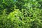 Thickets of nettles in the forest on a background of trees. Summer flowering of medicinal plants. Huge nettle bush. Collection of