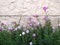 Thickets of petunias against the background of a stone wall