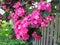 Thickets of pink roses on a wooden wall in a sunny summer day in the country