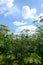 Thickets of poisonous giant hogweed with umbrellas against the blue sky with clouds