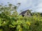 Thickets of poisonous hogweed. Dangerous plants are taller than a man. Abandoned barn overgrown with cow parsnip