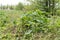 Thickets of the poisonous plant Heracleum, Heracleum bushes