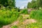 Thickets of a poisonous plant hogweed