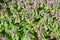 Thickets of purple nettle red nettle Lamium purpureum L.. Background
