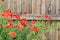 Thickets of red poppy flowers on the background of a boards