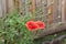 Thickets of red poppy flowers on the wooden background