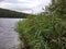 thickets of reeds lean over quiet lake and whisper wearily about life they have lived, and lake looks at sky, clouds are running