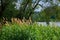 Thickets of reeds in summer on the shore of the lake. Beautiful summer landscape. The peace and quiet