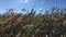 Thickets of reeds swaying on a strong wind in the afternoon