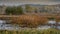 Thickets of reeds in the water of the pond and plants in the marshland, landscape. Fall season